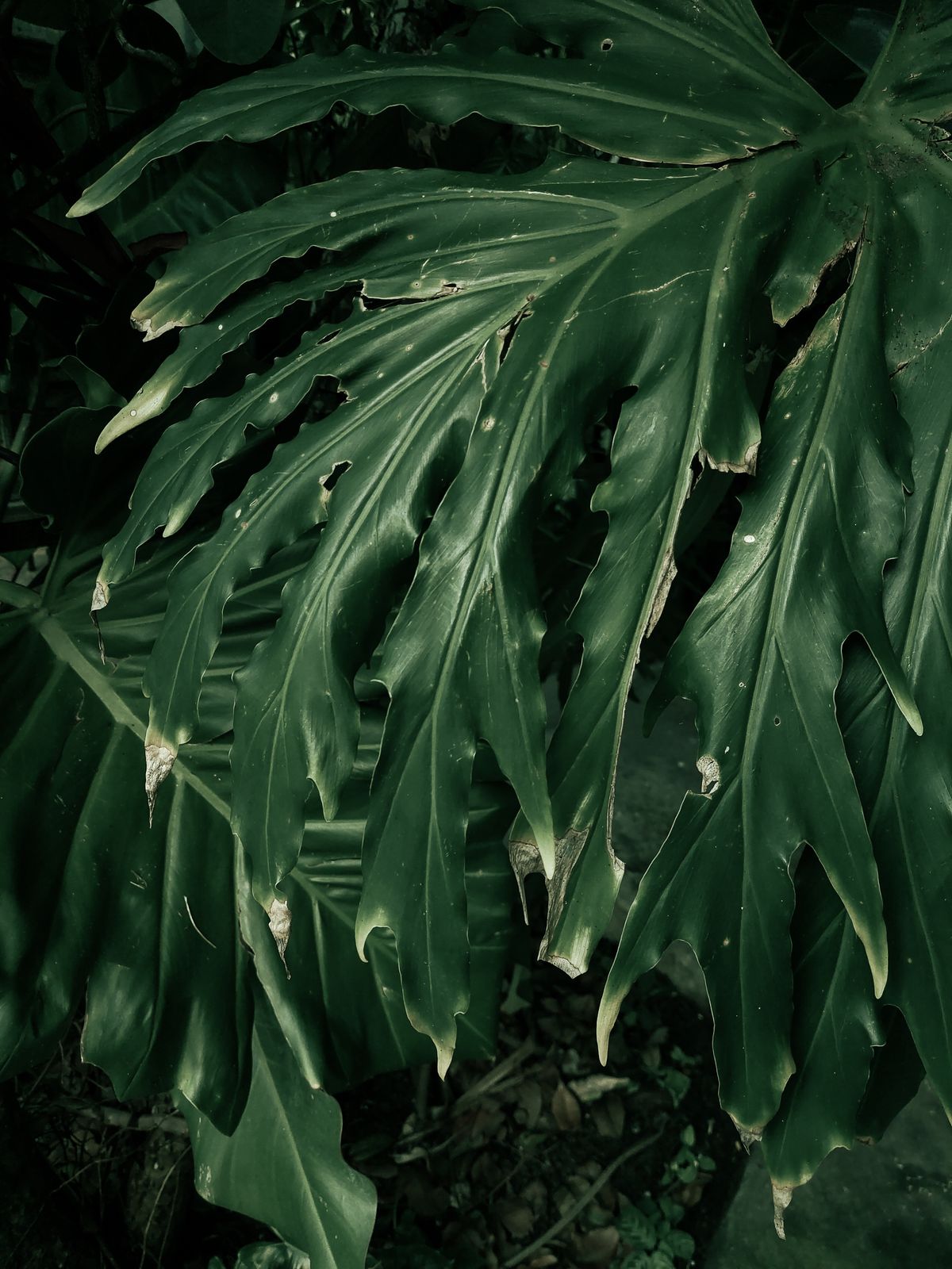 Soft botanical greenery near the studio