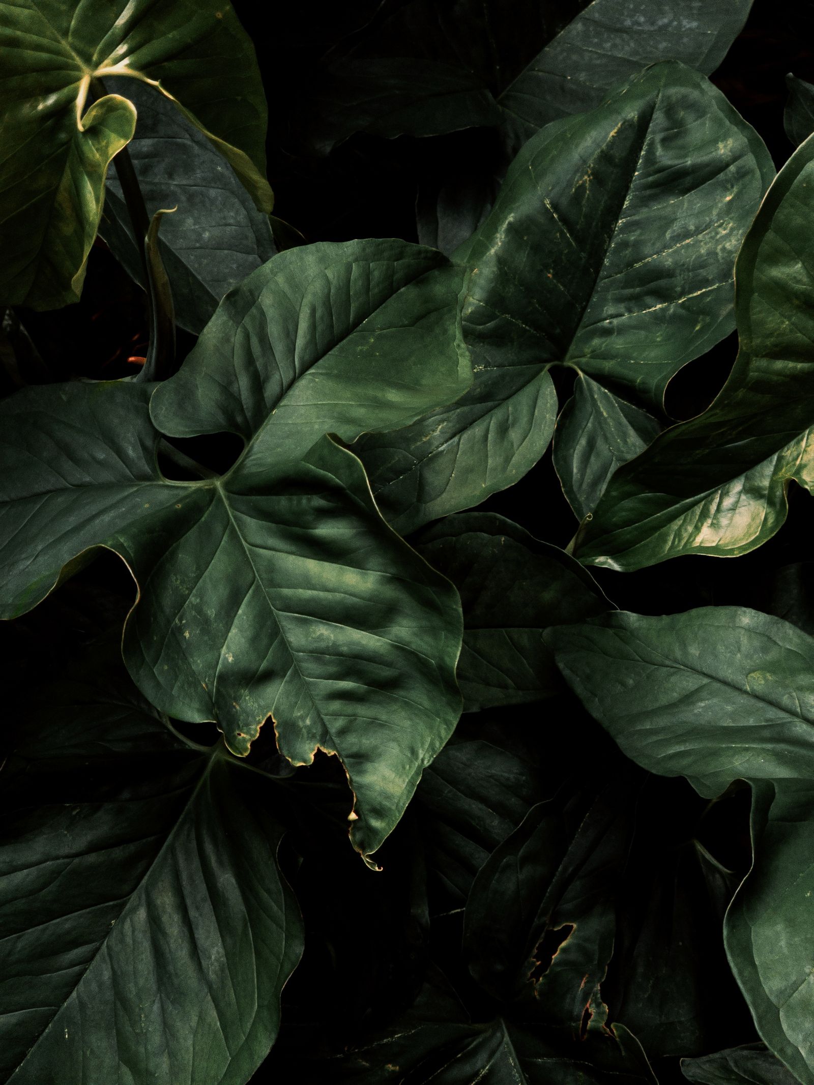 Lush green botanical leaves
